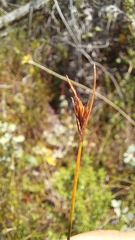 Ficinia fascicularis