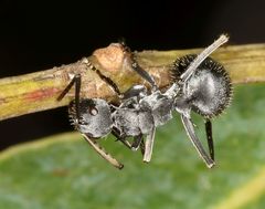 Polyrhachis schlueteri
