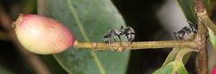 Polyrhachis schlueteri