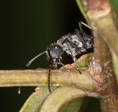 Polyrhachis schlueteri