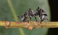 Polyrhachis schlueteri