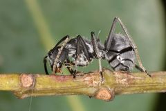 Polyrhachis schlueteri