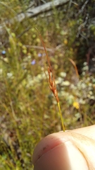 Ficinia fascicularis