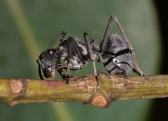 Polyrhachis schlueteri
