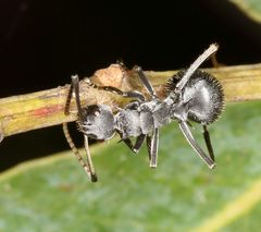 Polyrhachis schlueteri