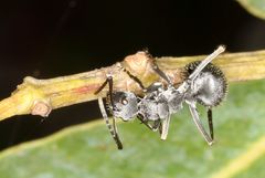 Polyrhachis schlueteri