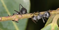 Polyrhachis schlueteri