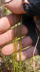 Ficinia fascicularis