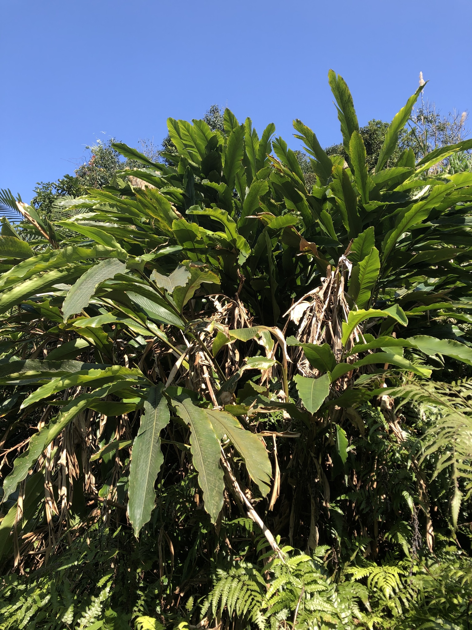 Alpinia uraiensis Hayata 2