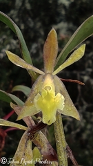 Epidendreae