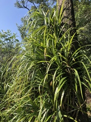 Freycinetia formosana