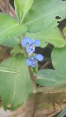 Commelina diffusa diffusa