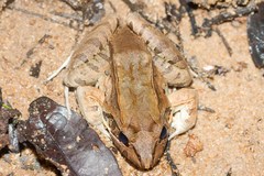 Leptodactylus knudseni