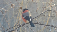 Pyrrhula pyrrhula