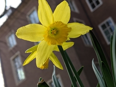 Narcissus pseudonarcissus