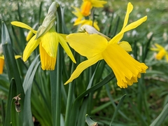 Narcissus pseudonarcissus