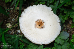 Leucoagaricus meleagris