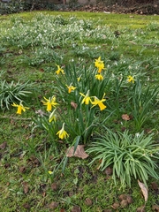 Narcissus pseudonarcissus