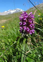 Betonica hirsuta