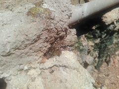 Trichomyrmex destructor