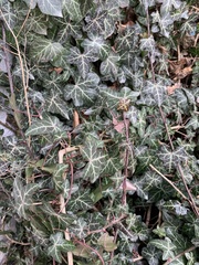 Hedera