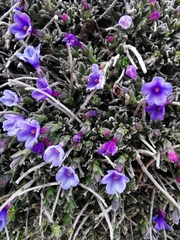 Lithodora hispidula