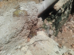 Trichomyrmex destructor