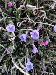 Lithodora hispidula