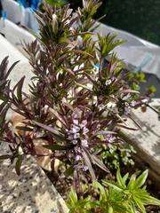 Satureja hortensis