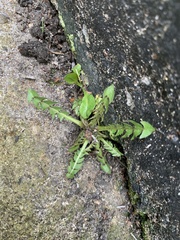 Taraxacum officinale