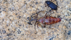 Anthracocentrus capensis