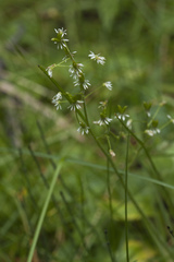 Micranthes nelsoniana aestivalis