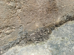 Trichomyrmex destructor