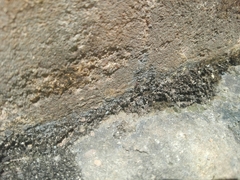 Trichomyrmex destructor