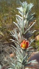 Aspalathus eustonbrownii