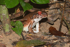 Leptodactylus pentadactylus