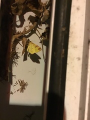 Opisthograptis luteolata