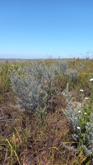 Aspalathus eustonbrownii