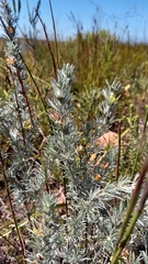 Aspalathus eustonbrownii