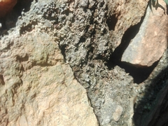 Trichomyrmex destructor