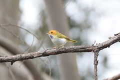 Abroscopus albogularis