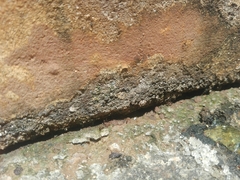 Trichomyrmex destructor