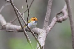 Abroscopus albogularis