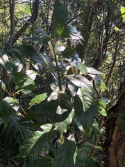 Cinnamomum micranthum