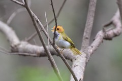 Abroscopus albogularis