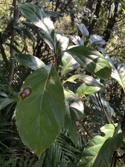 Cinnamomum micranthum