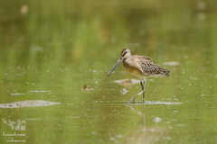 Limnodromus semipalmatus