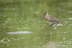 Limnodromus semipalmatus