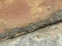 Trichomyrmex destructor