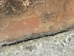 Trichomyrmex destructor